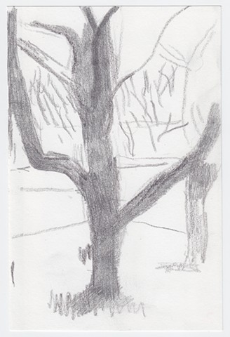 Unknown, thick tree