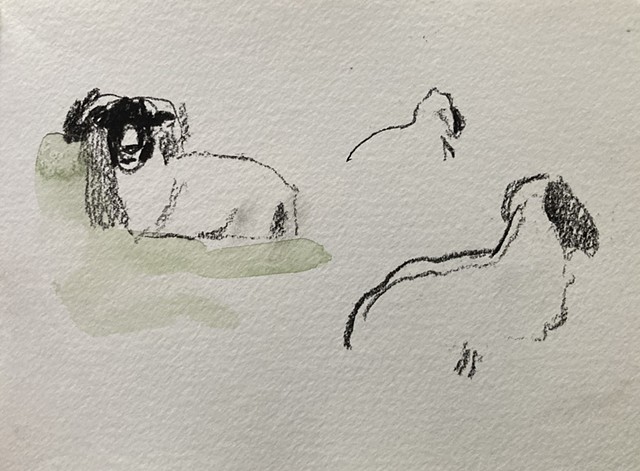Sheep, Sliabh Liag