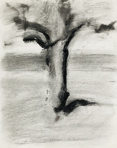 Old Tree, Central Park