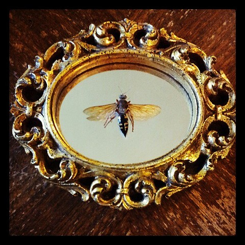 wasp on recycled mirror