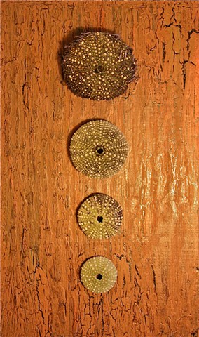 4 sea urchins and acrylic on recycled wood