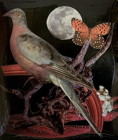 Martha The Last Passenger Pigeon And Symbol Of Anthropogenic Extinction
