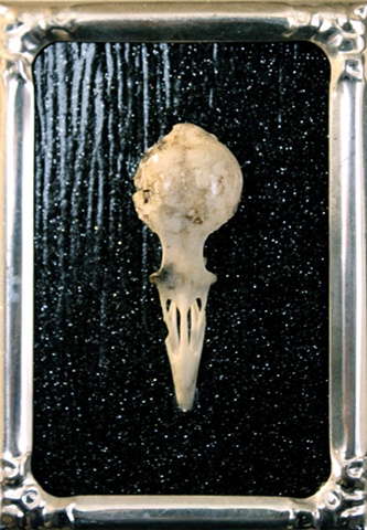 bird skull on black glitter background silver metal frame recycled art found object