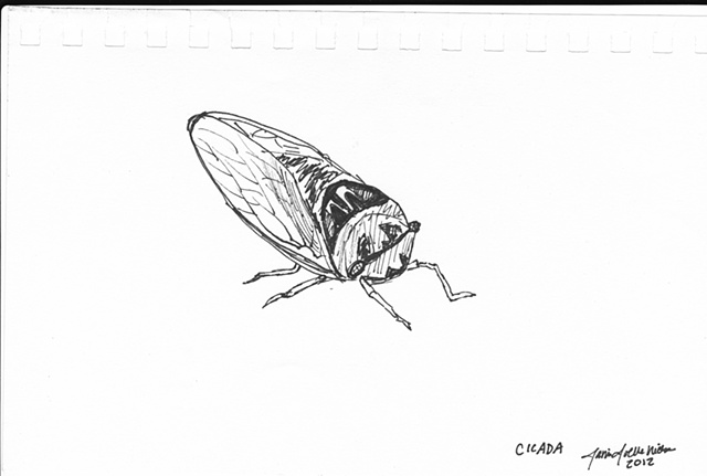 Cicada drawing