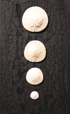 four echinoderms on a black wooden surface