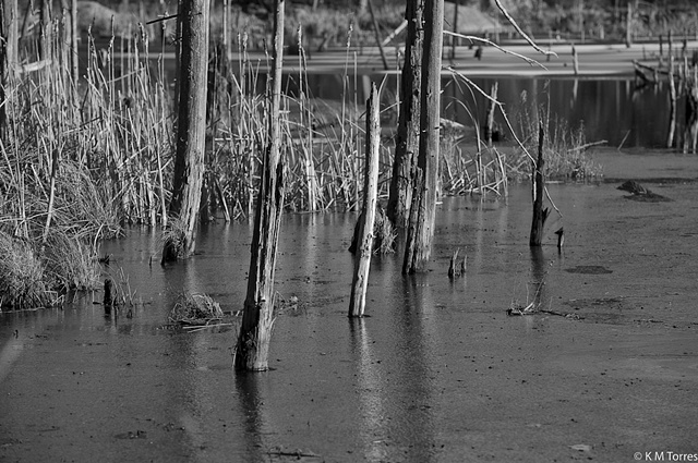 Marsh Reflections