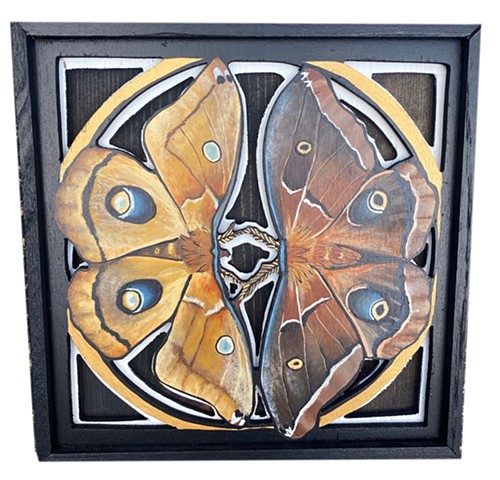 Polyphemus Moth