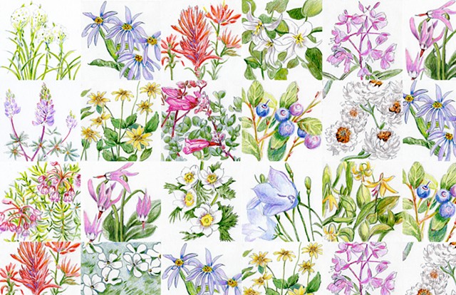 Journey To Mount Rainier: Paradise Flora