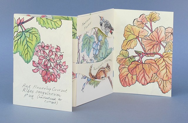 Red Flowering Currant Magic Book