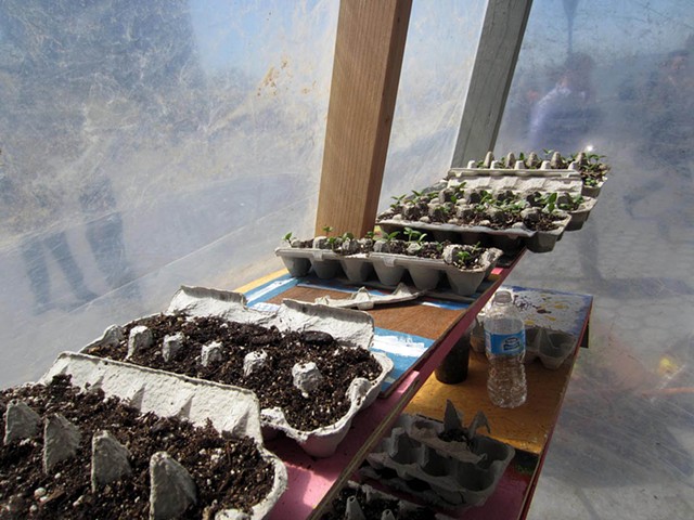 Seedlings in the greenhouse.