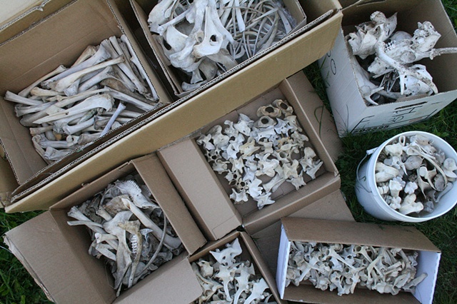 Sorted bones collected from the state road dumpsite.
