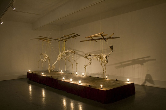SALVAGE is an installation work created from the rearticulated bones of deer carcasses found at a state highway roadkill dump site.