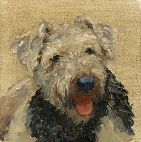 Airedale 