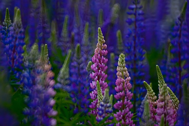 Mirror Lupines