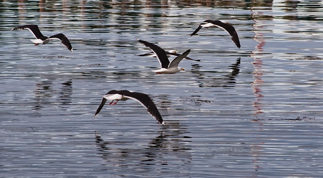 Seagull Races