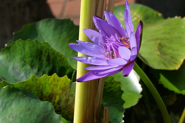 Reference Image: Lotus Flower in Chiang Mai