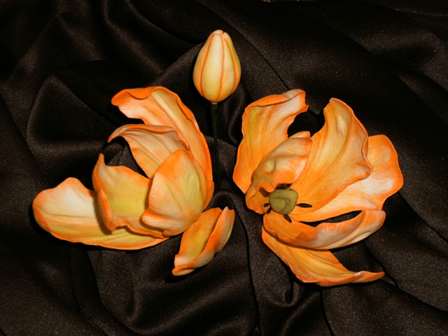 Creamcicle Tulips