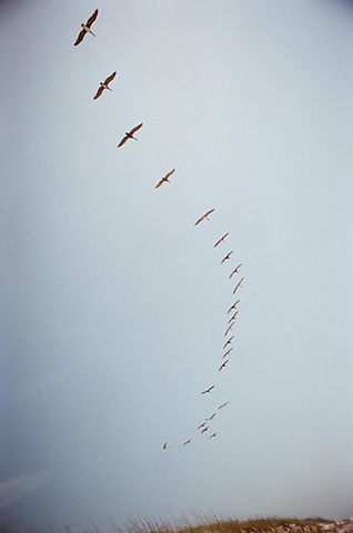 east coast pelicans overhead.