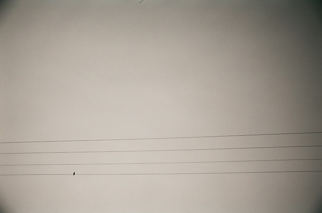 bird on powerlines.