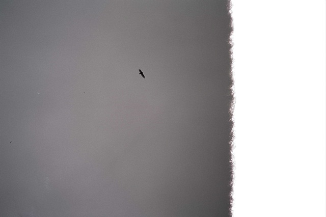 ohio black and white single vulture end of film. 