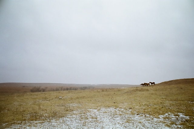 2009 kansas winter horses.