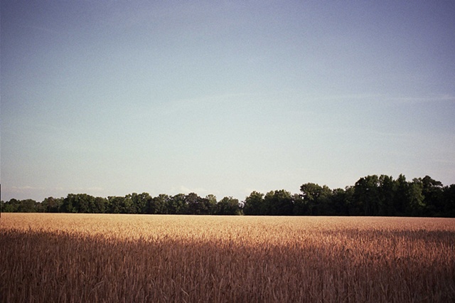 south carolina field with trees as horizon. 