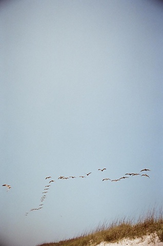 east coast pelicans in distance. 