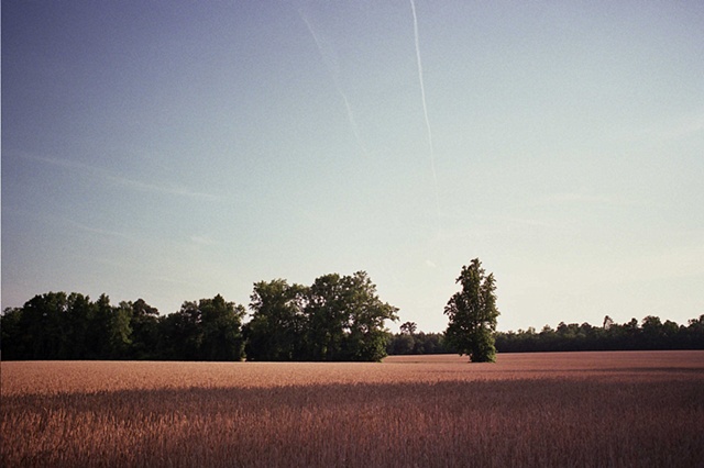 south carolina field with trees in mid foreground contrails above. 