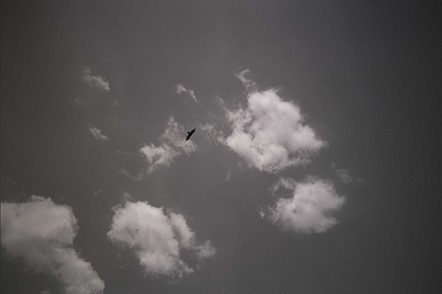 ohio black and white single vulture against clouds two. 