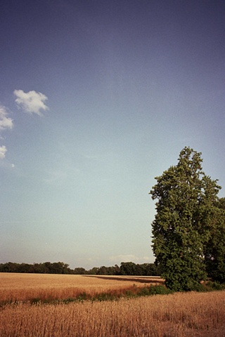south carolina field with tree to right shadow to left center. 