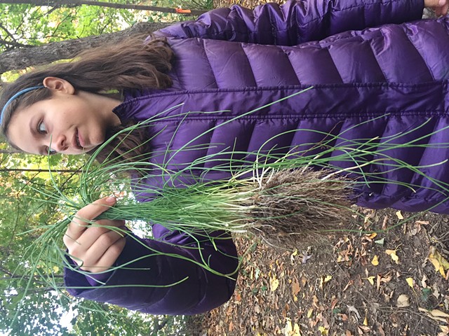 in the field foraging edible plants