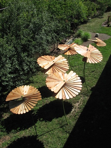 Umbrella Plants