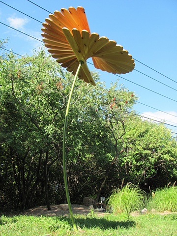 Umbrella Plants