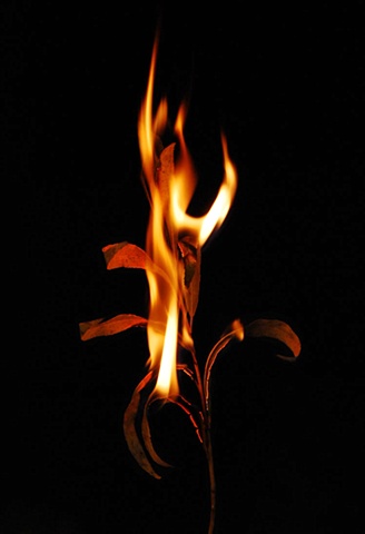 Burning Leaf 4