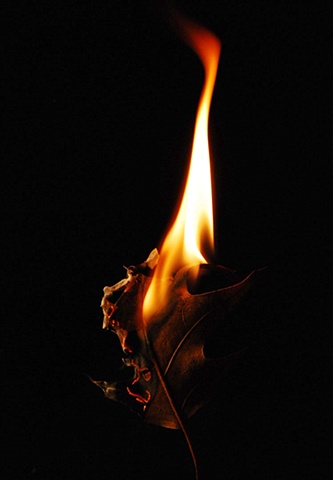 Burning Leaf 1