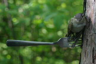 Forkbird