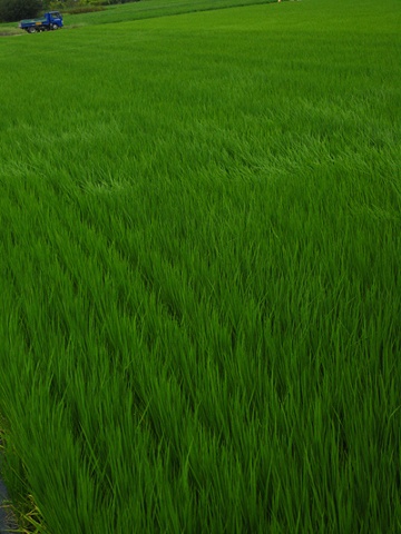 Rice Field 