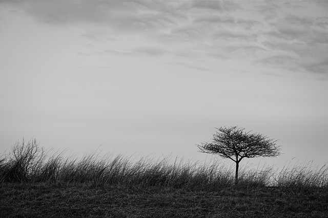 Tree and grasses