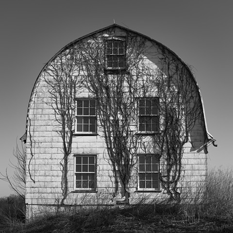 Barn and Vines
