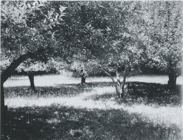Logans apple orchard
