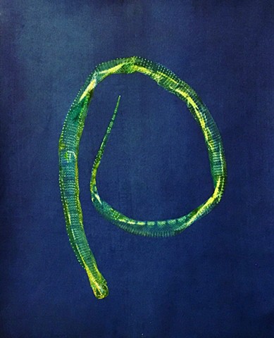 Easter Snake (PRIVATE COLLECTION)