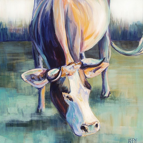 multicolor cow flipping tail
