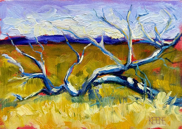 Nocatee Driftwood