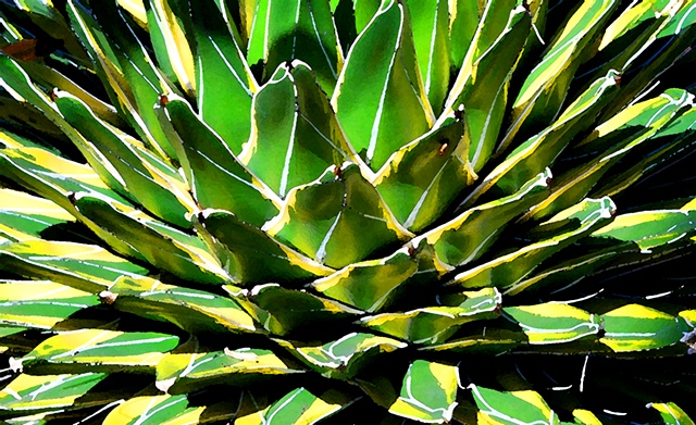 Cactus Pattern II