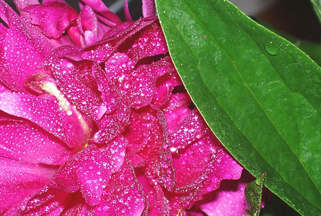 Peony and Leaves