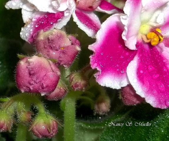 Pink and White African Violets