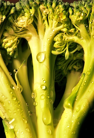 Macro (Close up) of Broccoli 