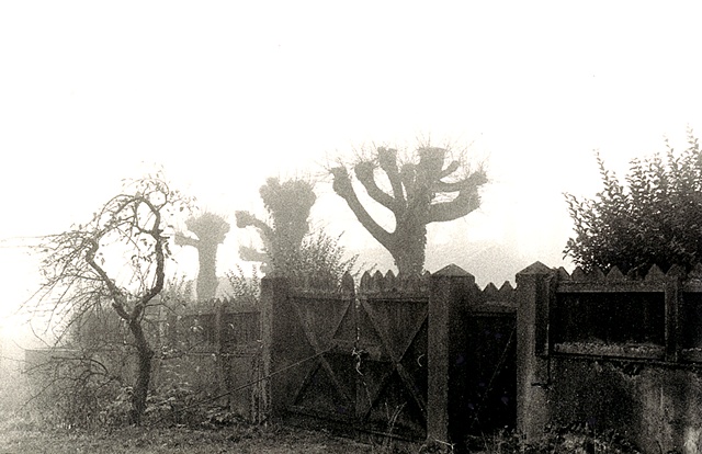 Black and white photgraph of trees in fog near Dijon, France
