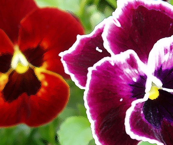 Red and Magenta Pansies