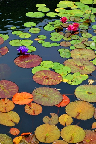 Botanic, Garden, Chicago, water lilies, pond, lilies, lily pad, organic,